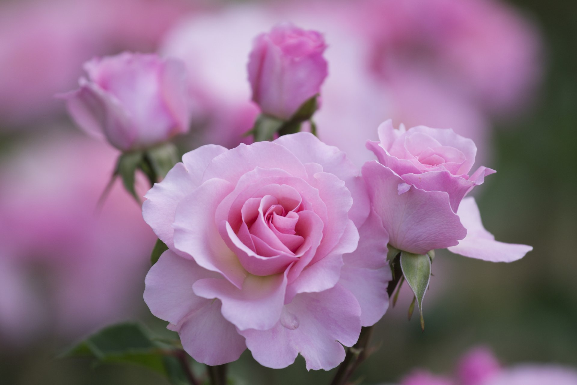 roses pink petals flower close up focu