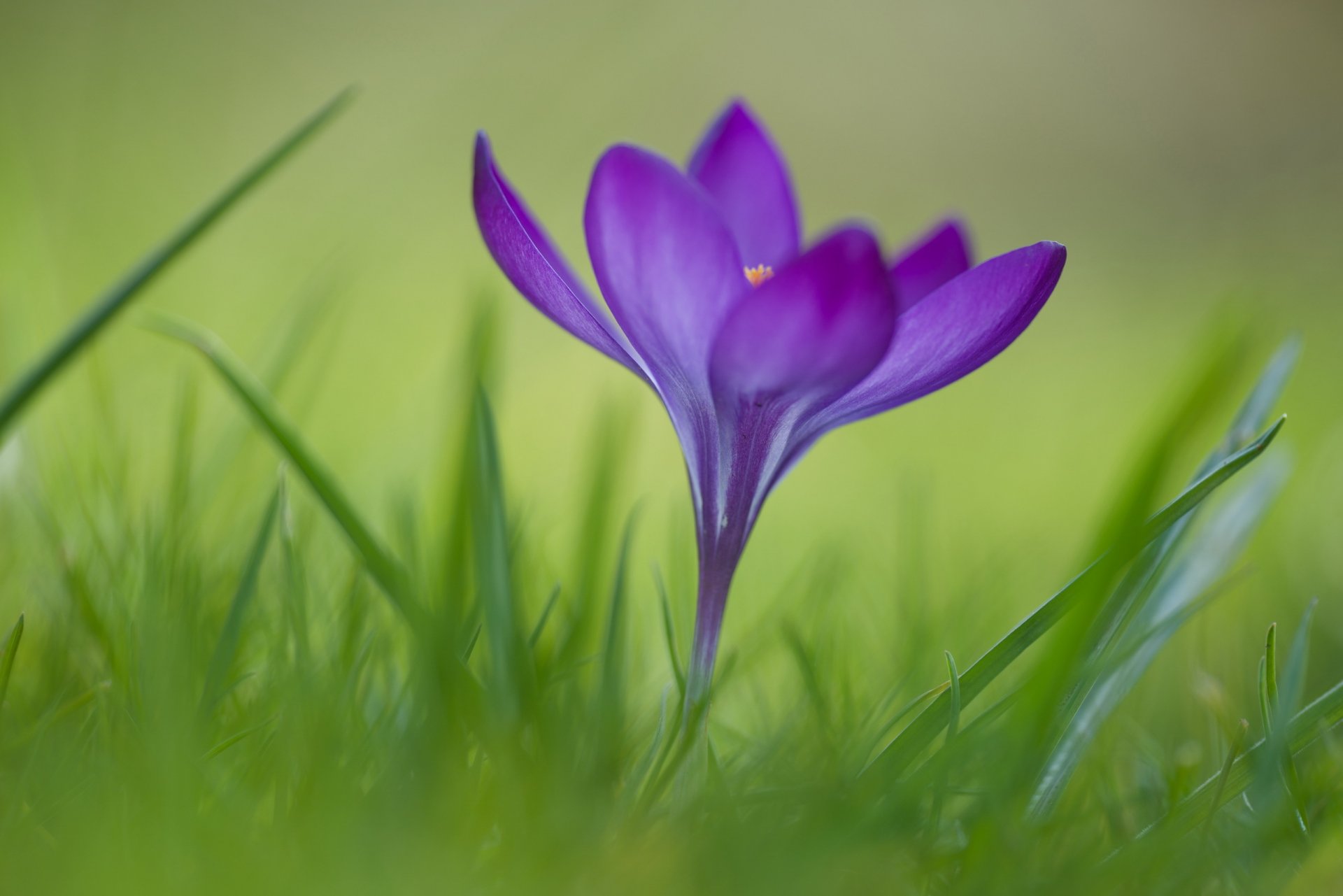 herbe fleur crocus