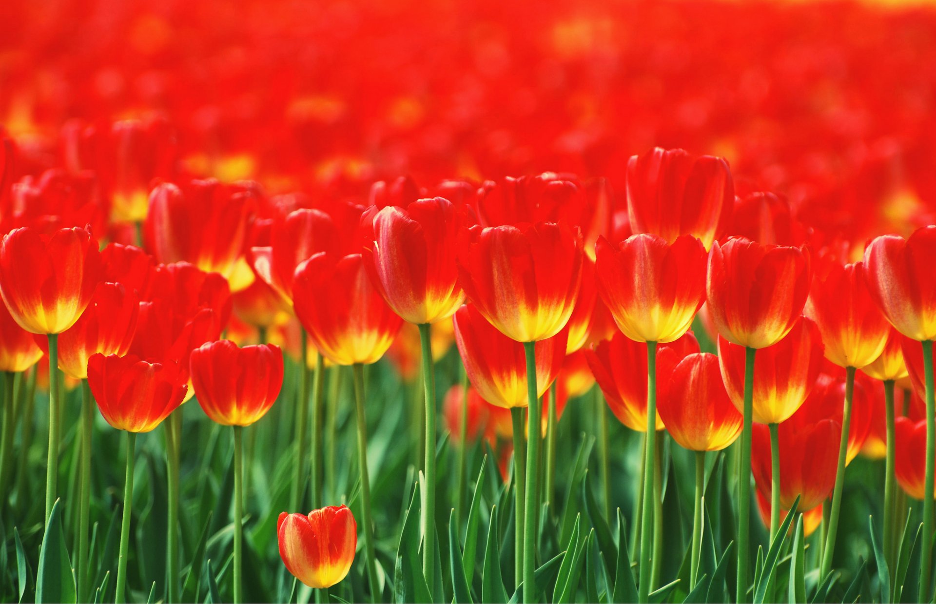 blumenbeet blumen rot tulpen