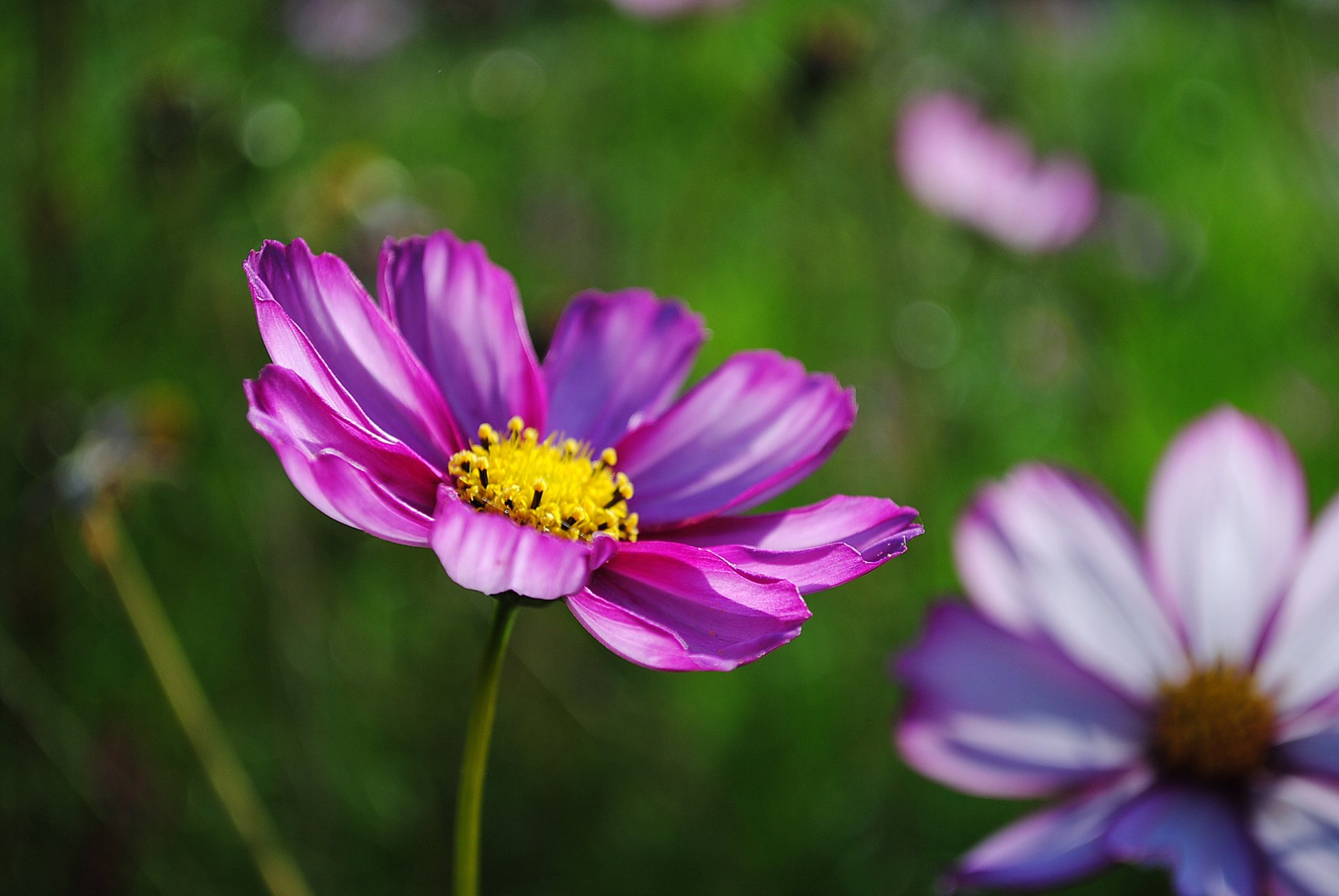 close up pink flower