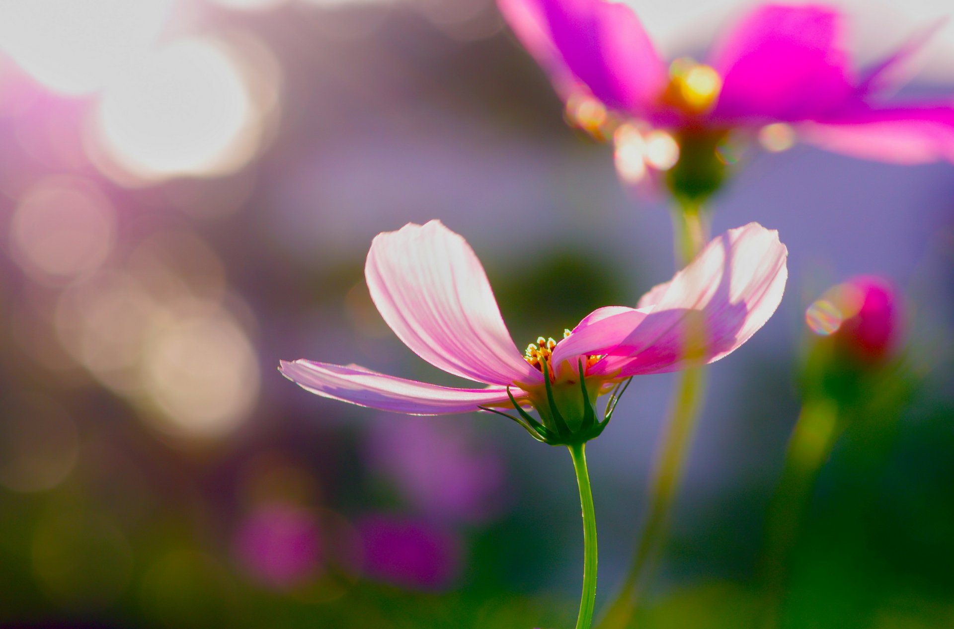 fiori rosa cosmea luci