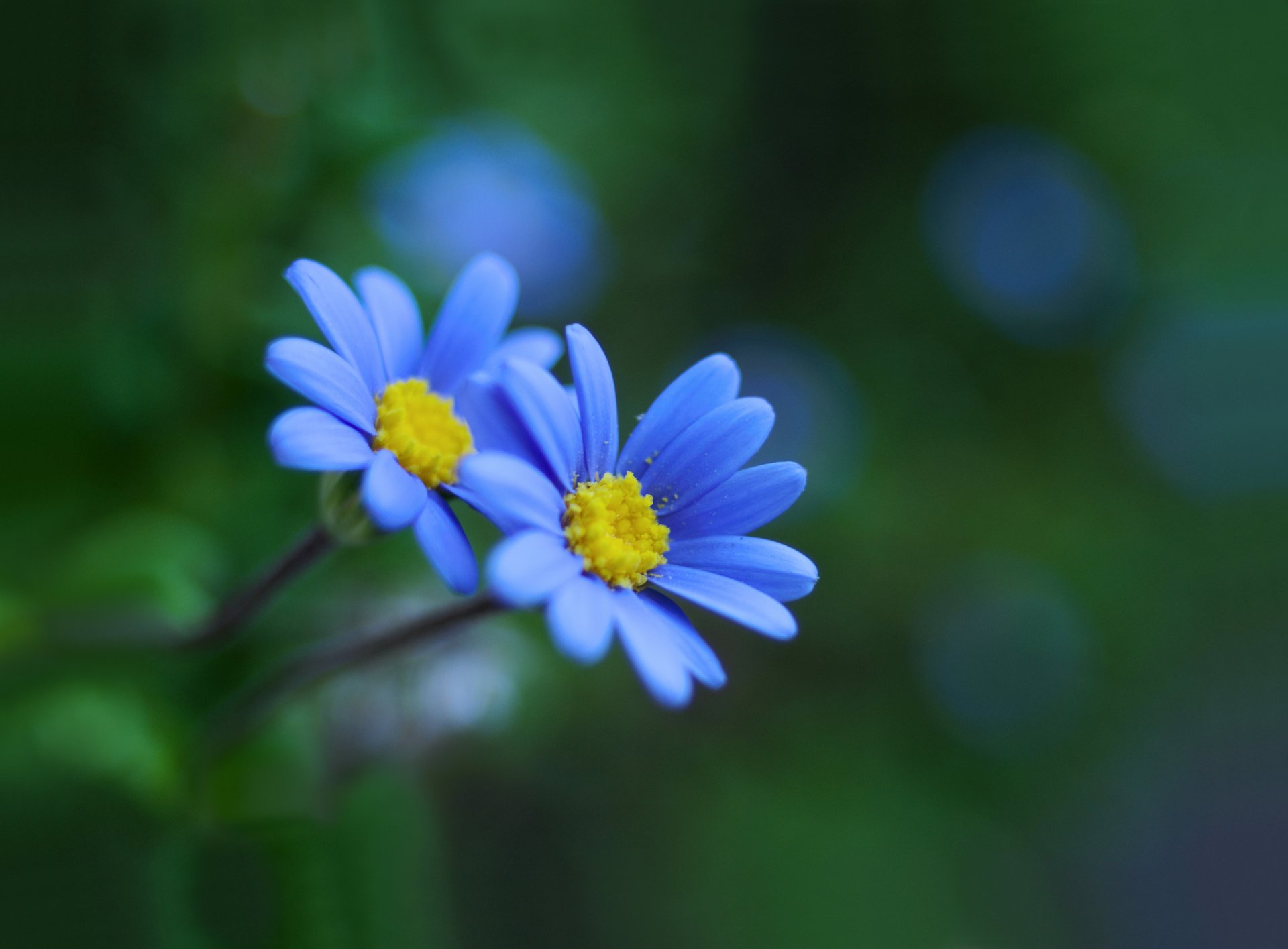 fleurs bleu éblouissement fond bokeh