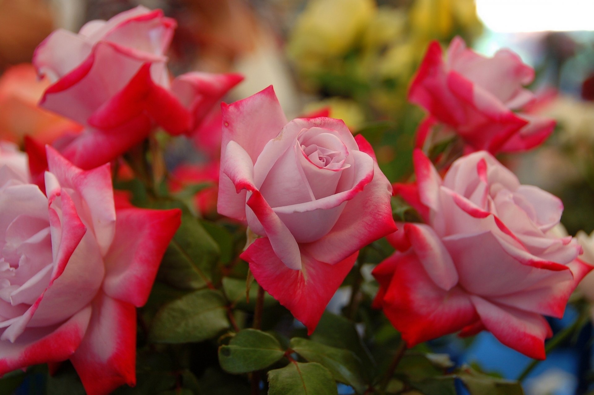 roses buds petal