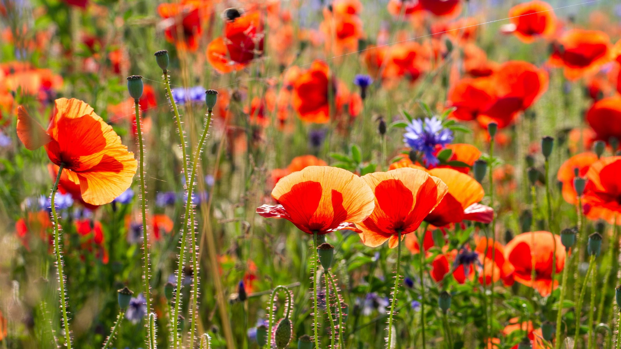 fleurs coquelicots été