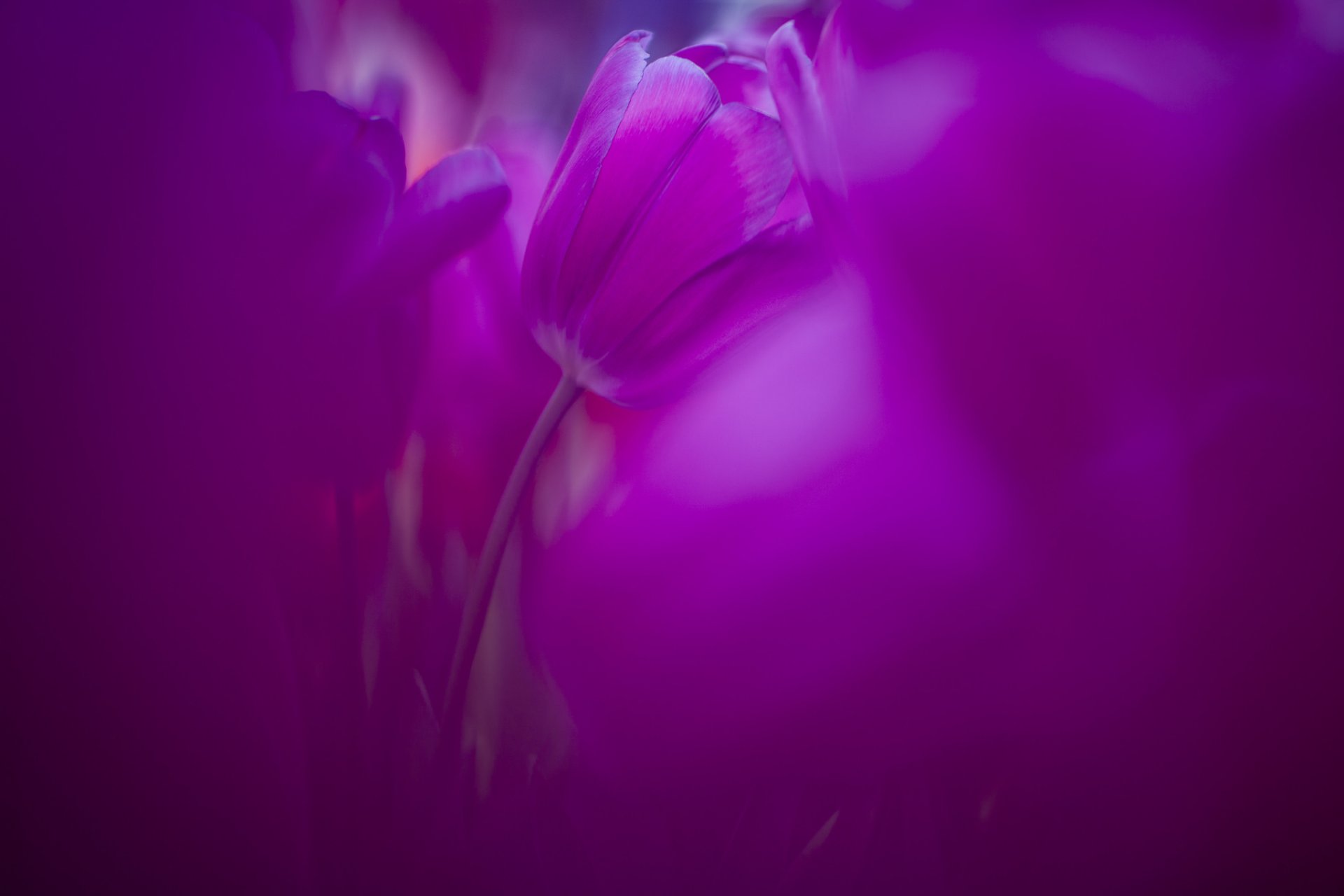 tulips lilac-pink tulip blur