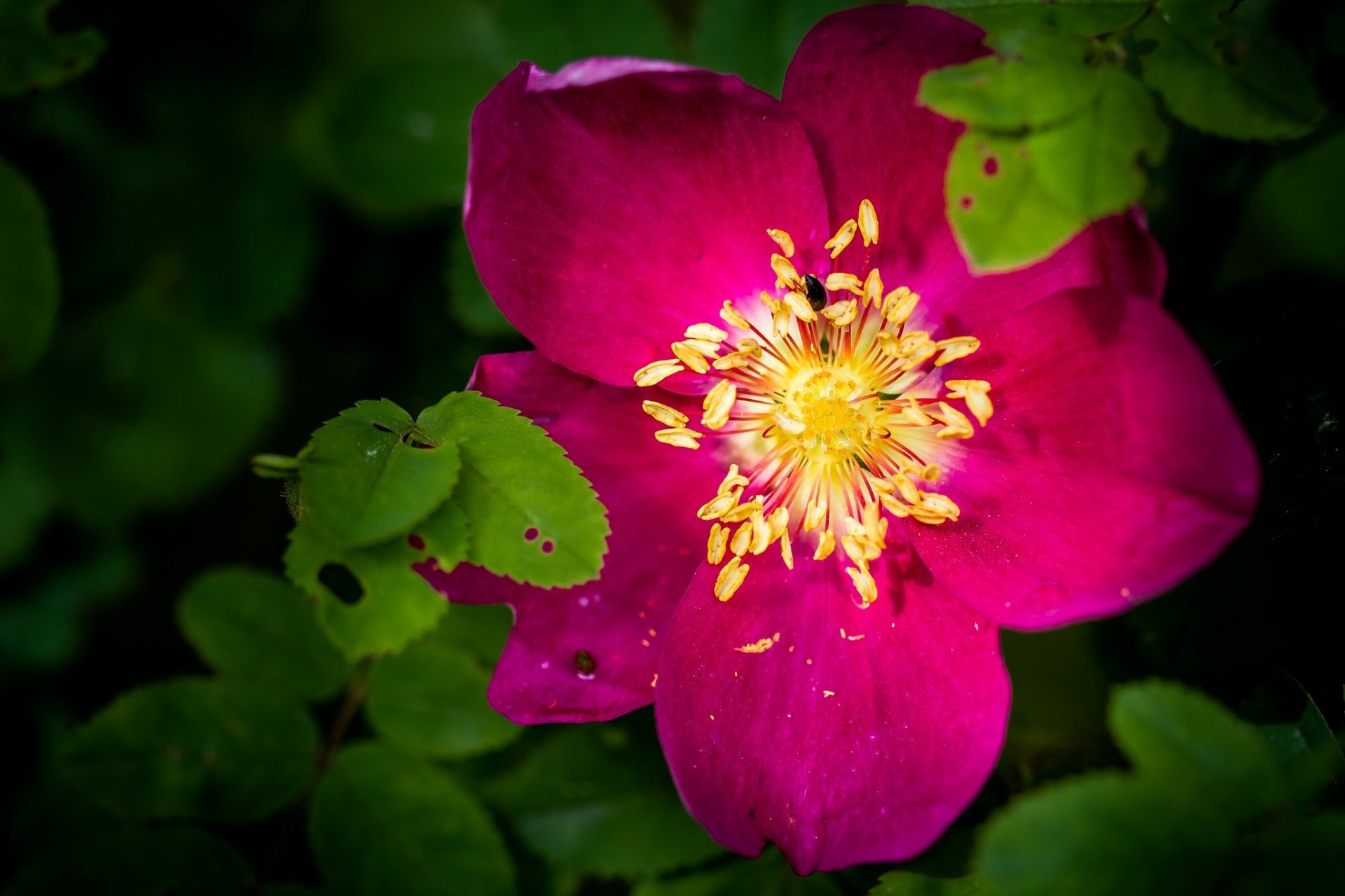 rosa canina macro foglie petali