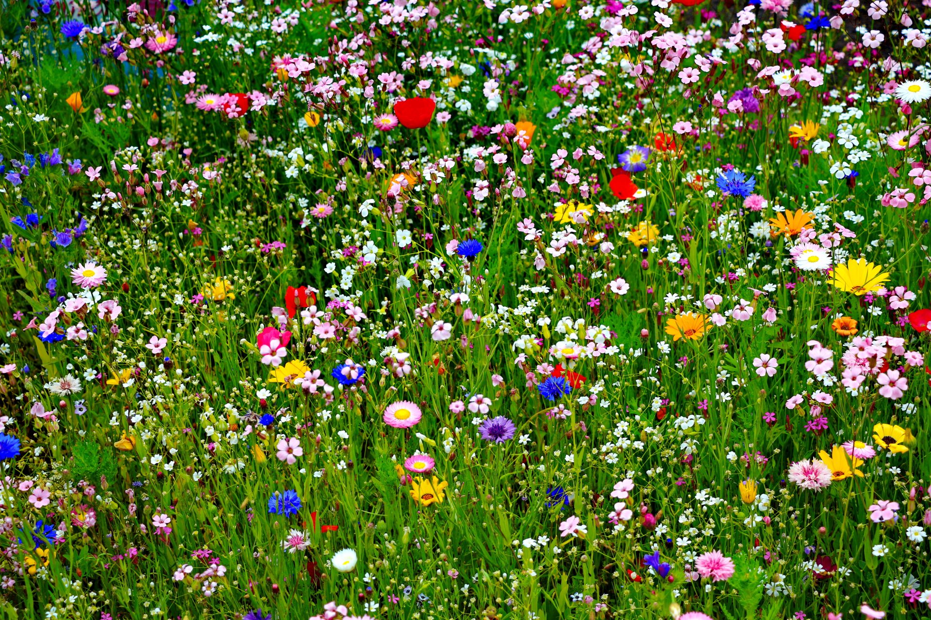 campo prato erba petali estate natura