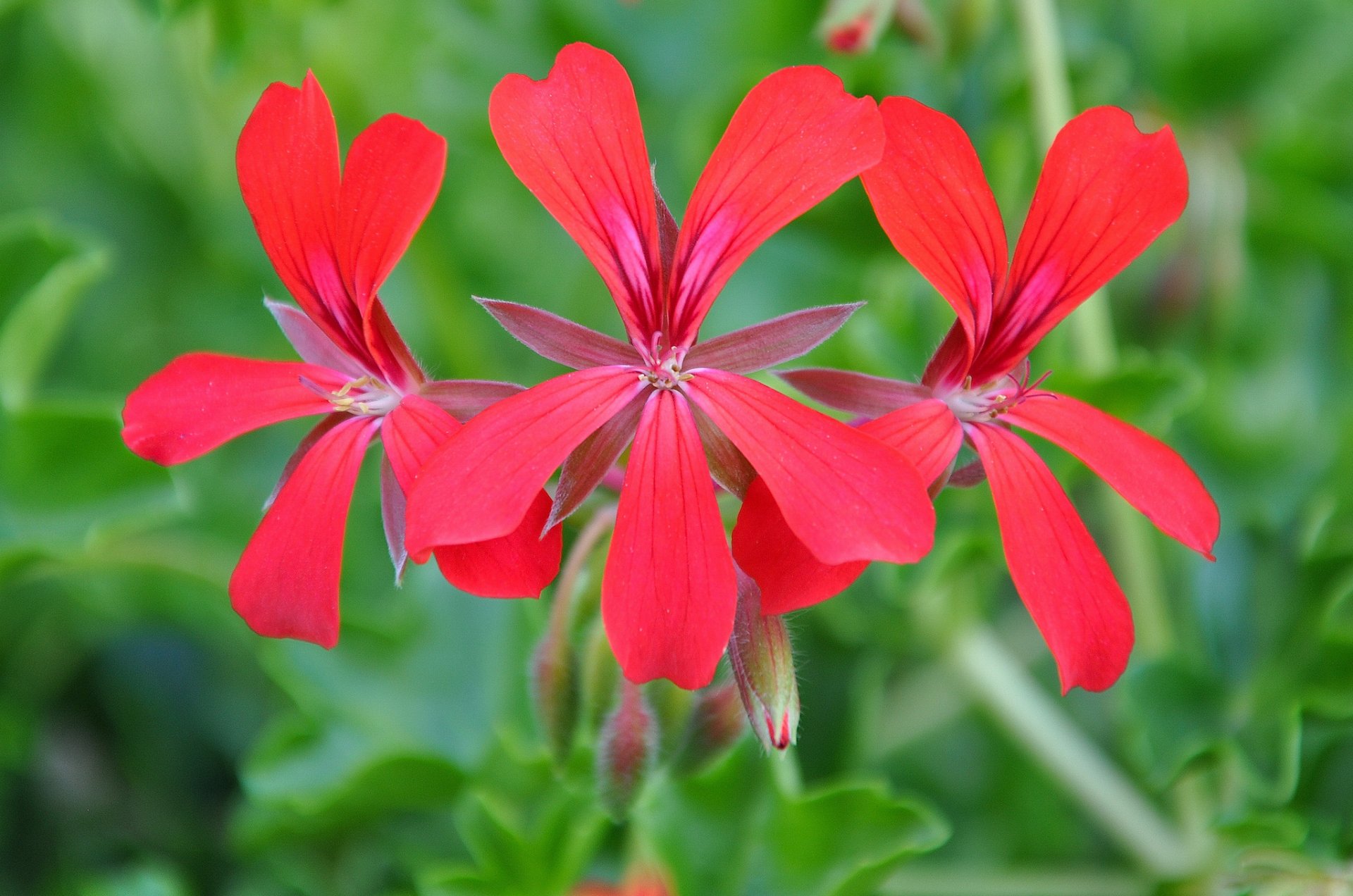 flower pink bright background