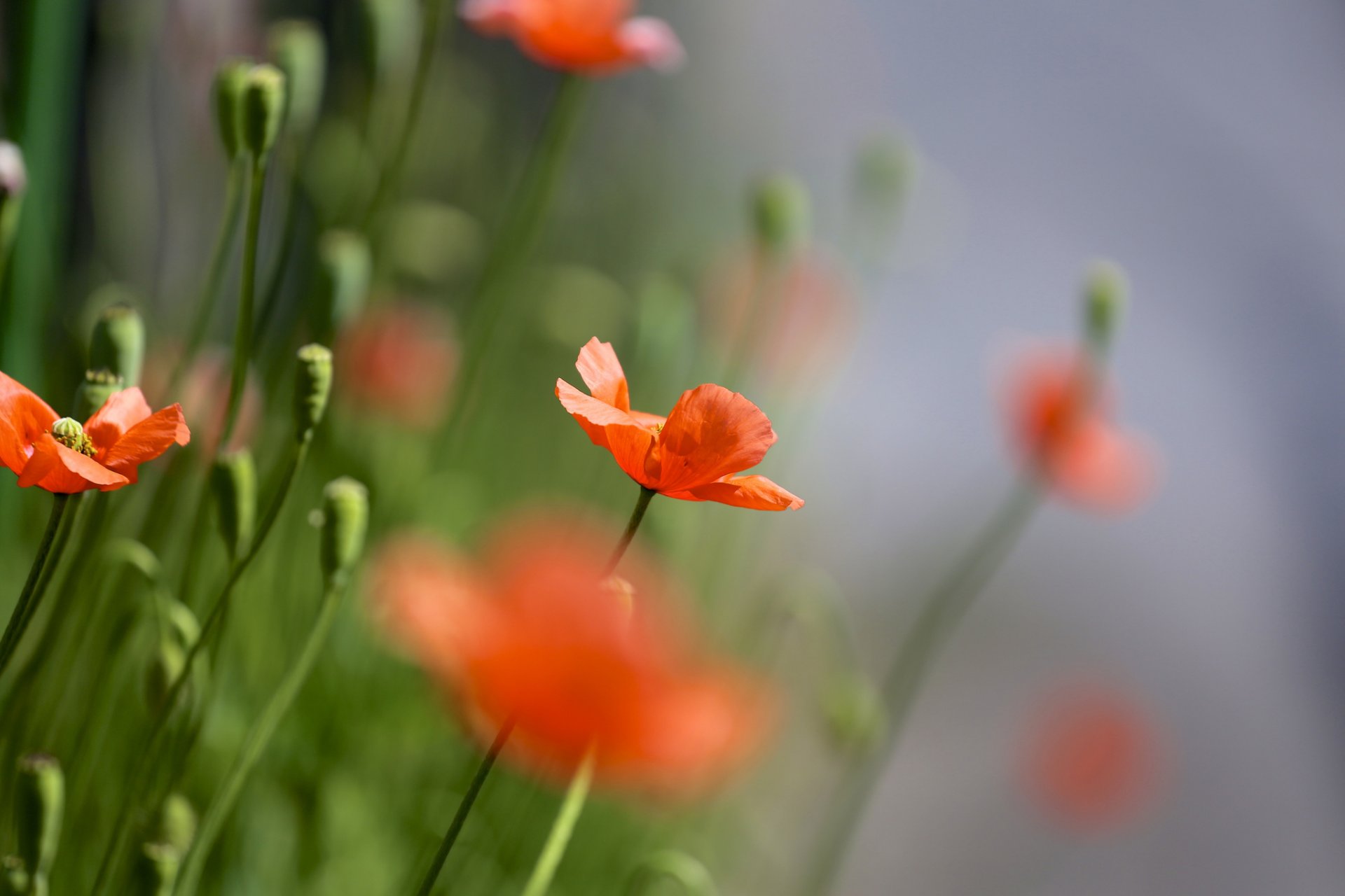 amapolas rojos campo mucho verano naturaleza enfoque