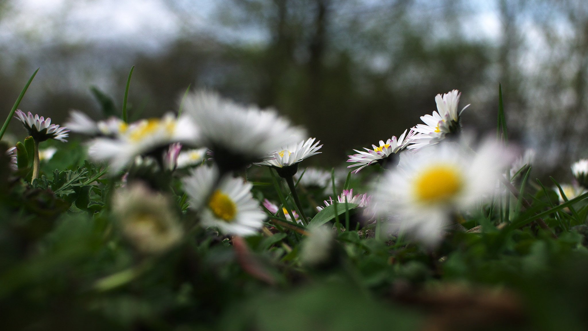 chamomile close up blur