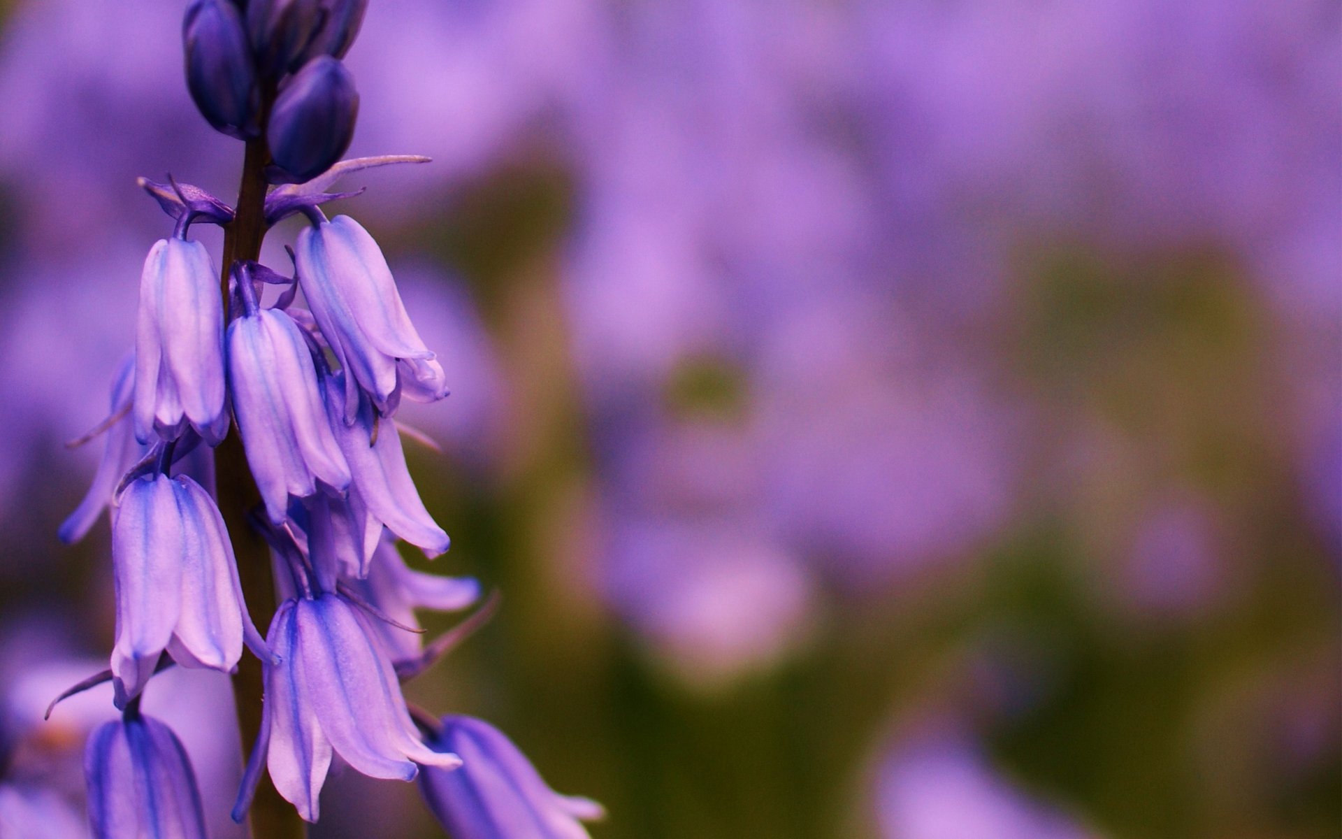 blume glocken flieder fokus feld sommer