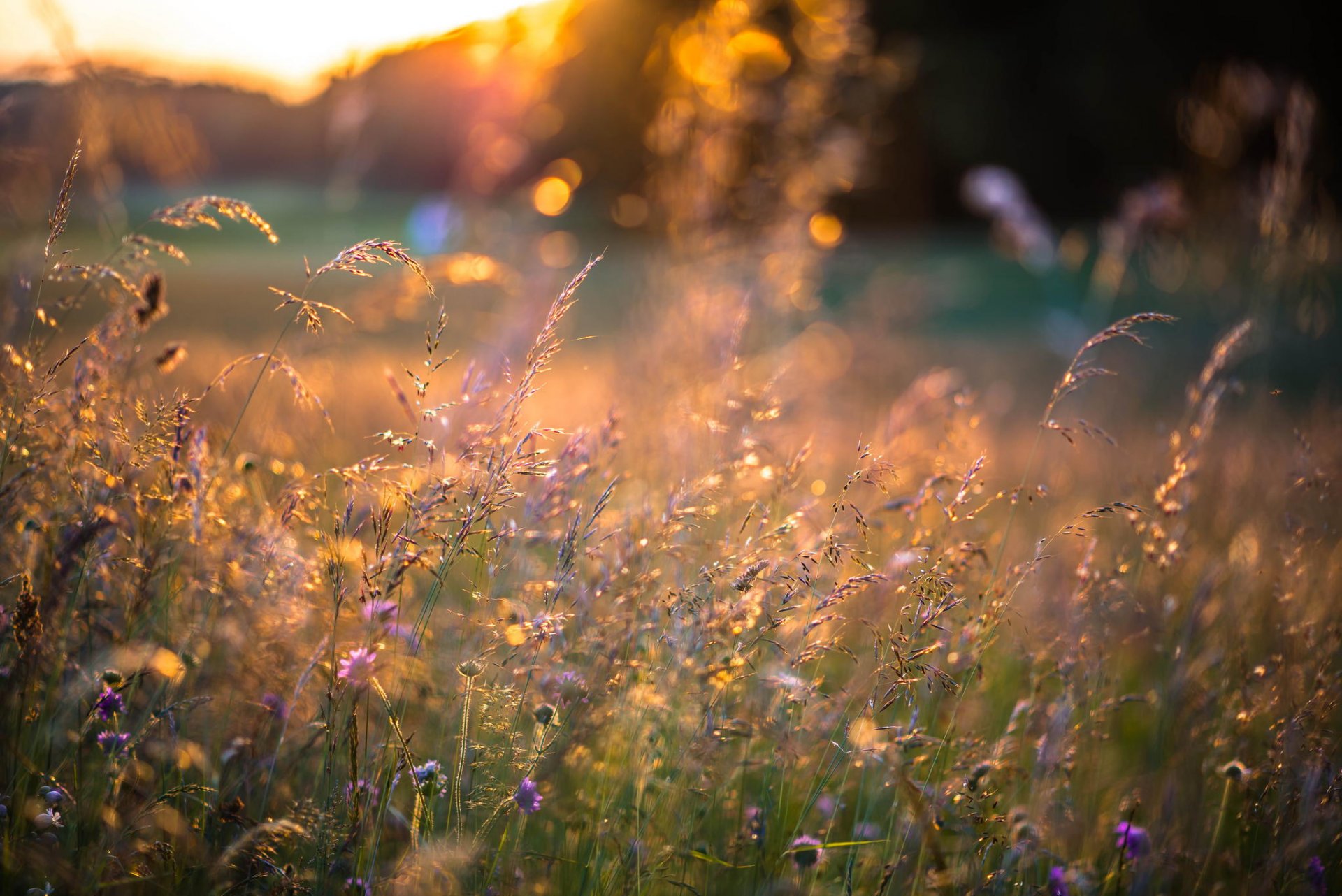 été fleurs herbe épillets coucher de soleil