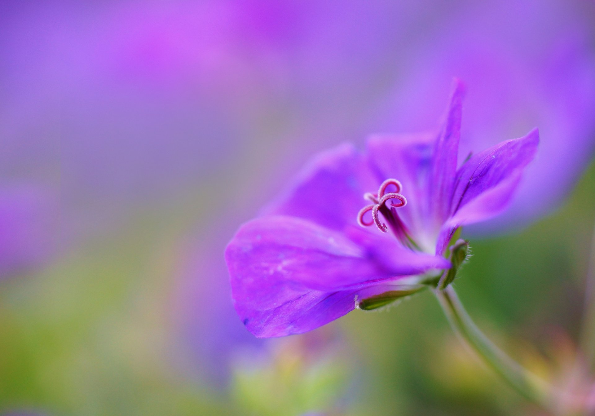 geranie kranich flieder blume blütenblätter makro fokus