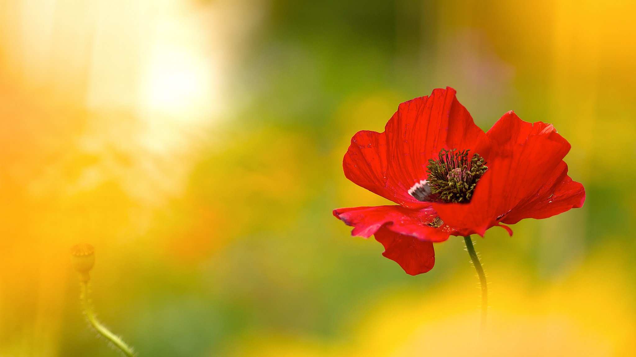 fleur rouge coquelicot lumière éclairage flou