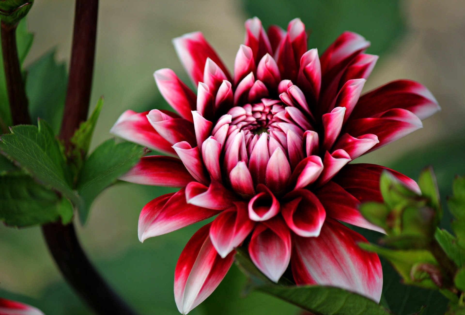 dahlia petals close up