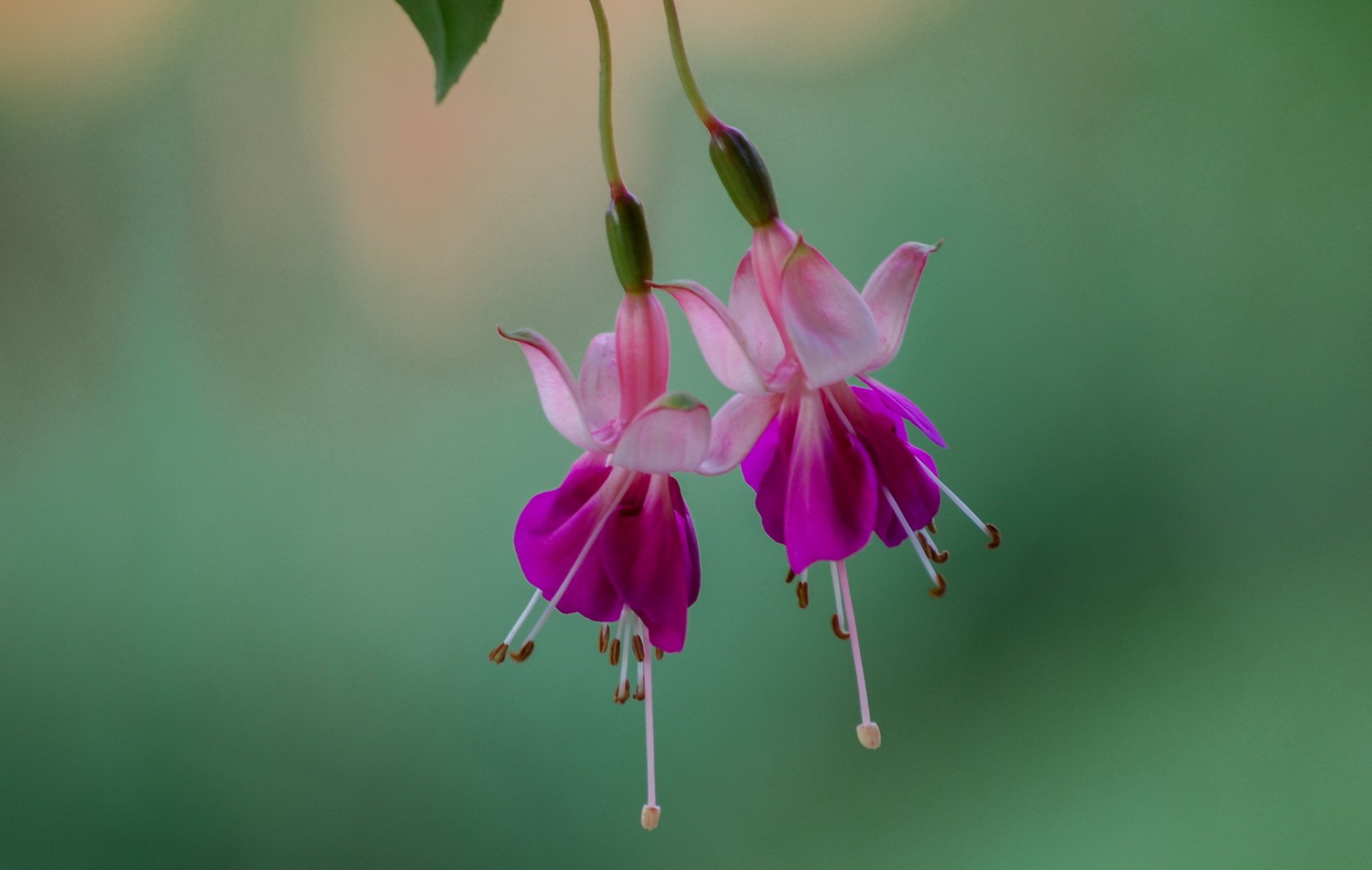 fuchsia fleurs rose fond