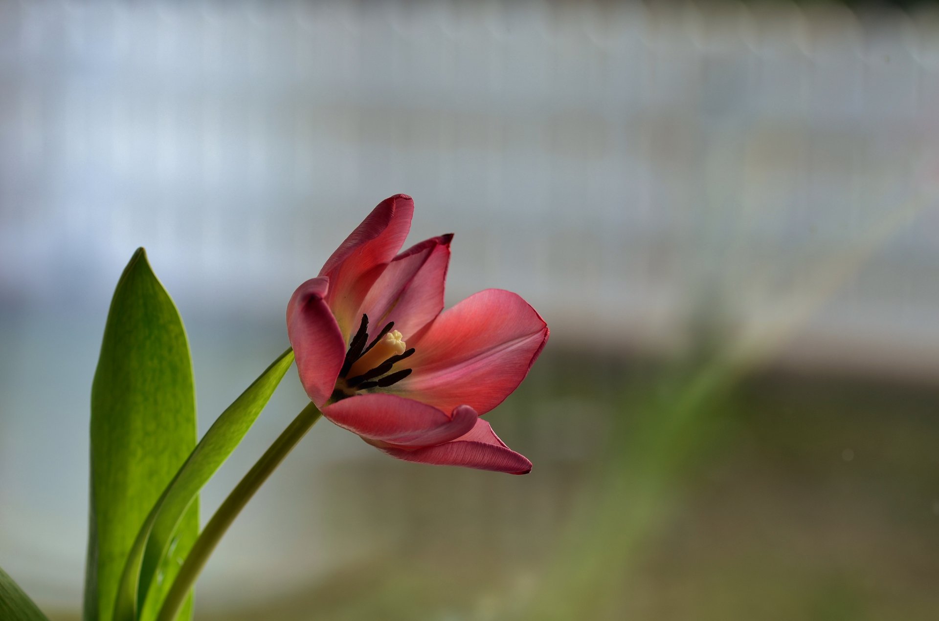 blume rot tulpe hintergrund