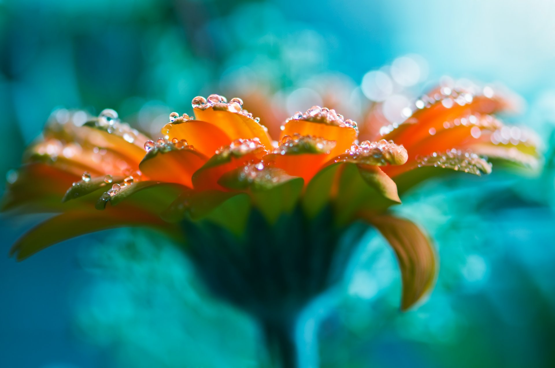 clear flower grown water drops rose beautiful