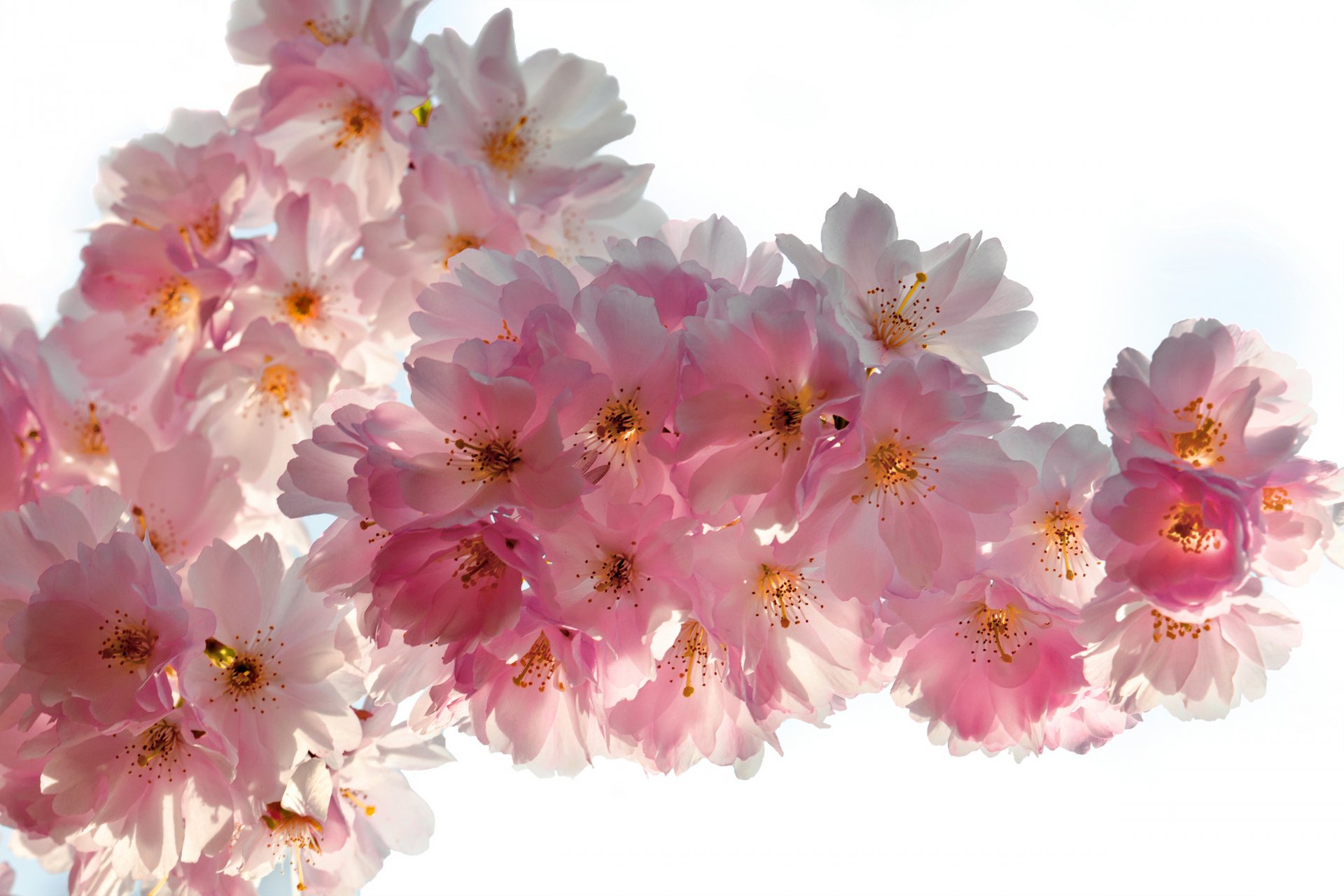 primavera flores cereza sakura concurso rosa blanco pétalos belleza primavera floración delicado rosa brotes ramas macro