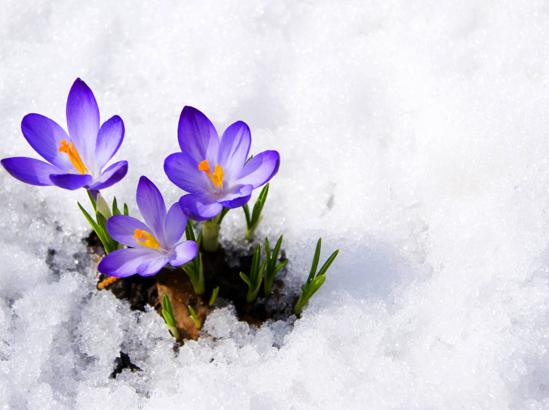 krokusse knospen lila primel schnee frühling blumen makro cros lila primeln frühling makro