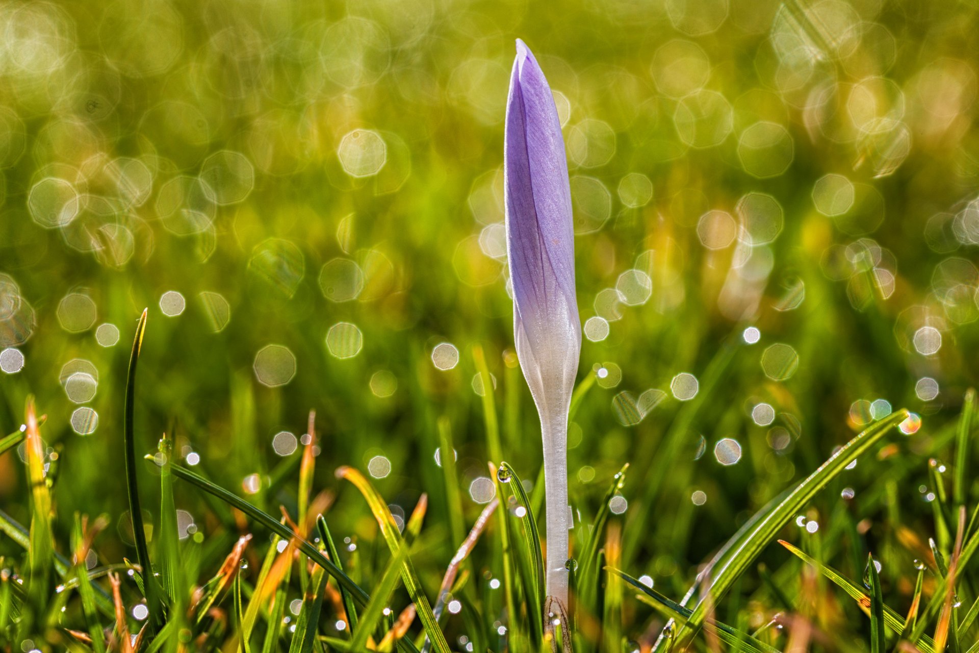 azafrán lila flor hierba gotas reflejos primavera naturaleza