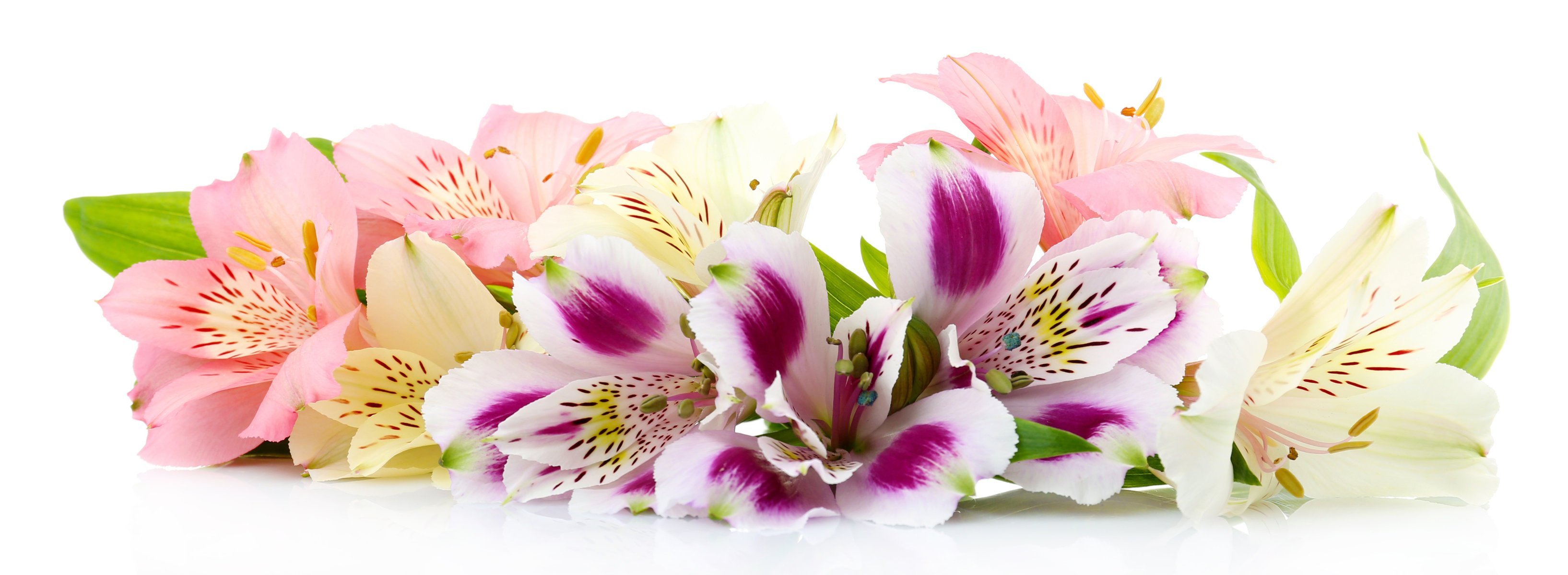 white background flower alstroemeria