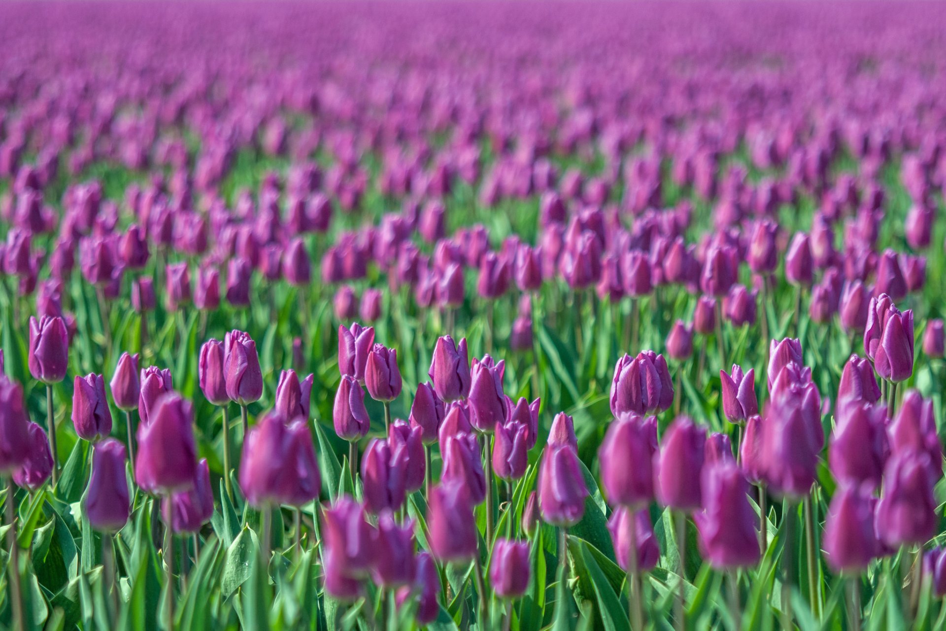 tulipanes carmesí flores campo desenfoque