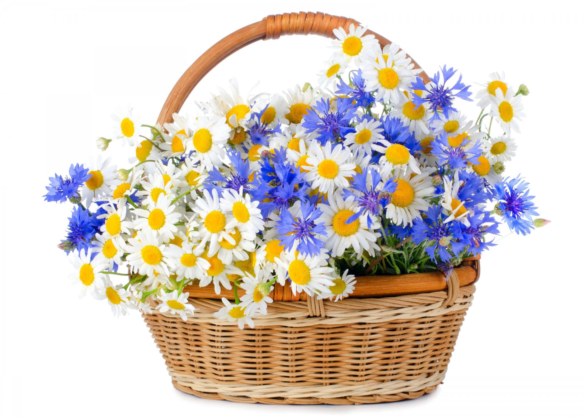 bleuets marguerites fleurs sauvages panier fond blanc