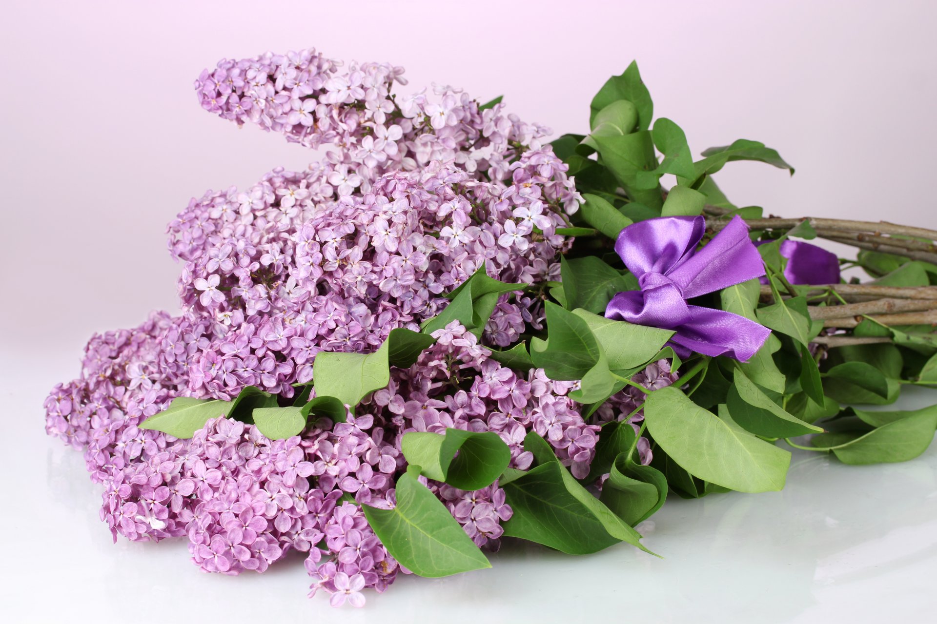 lilac flower spring purple branches leaves bow