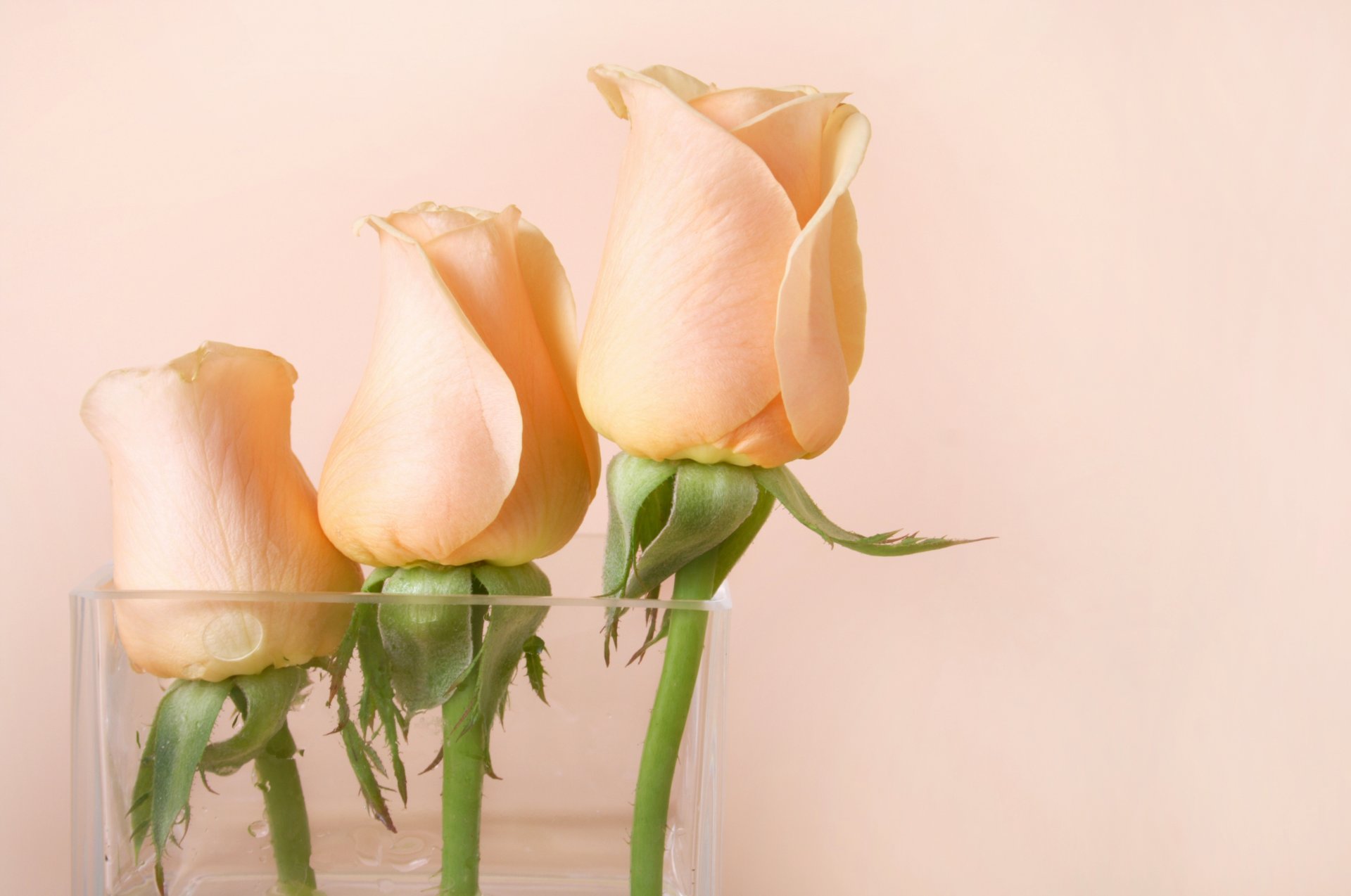 rosas rosas florero brotes flores