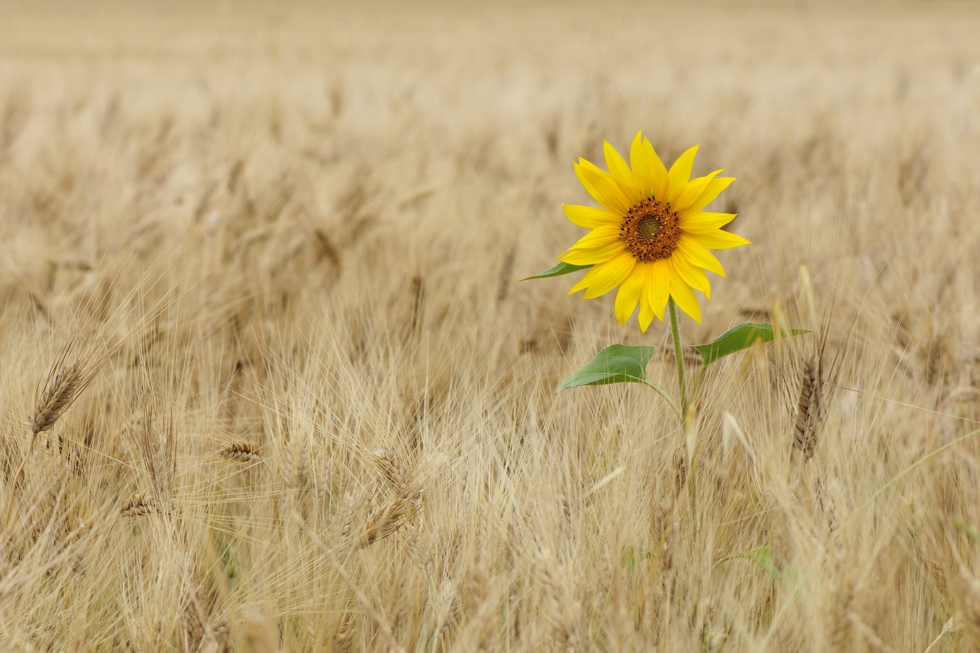 girasole campo spighe