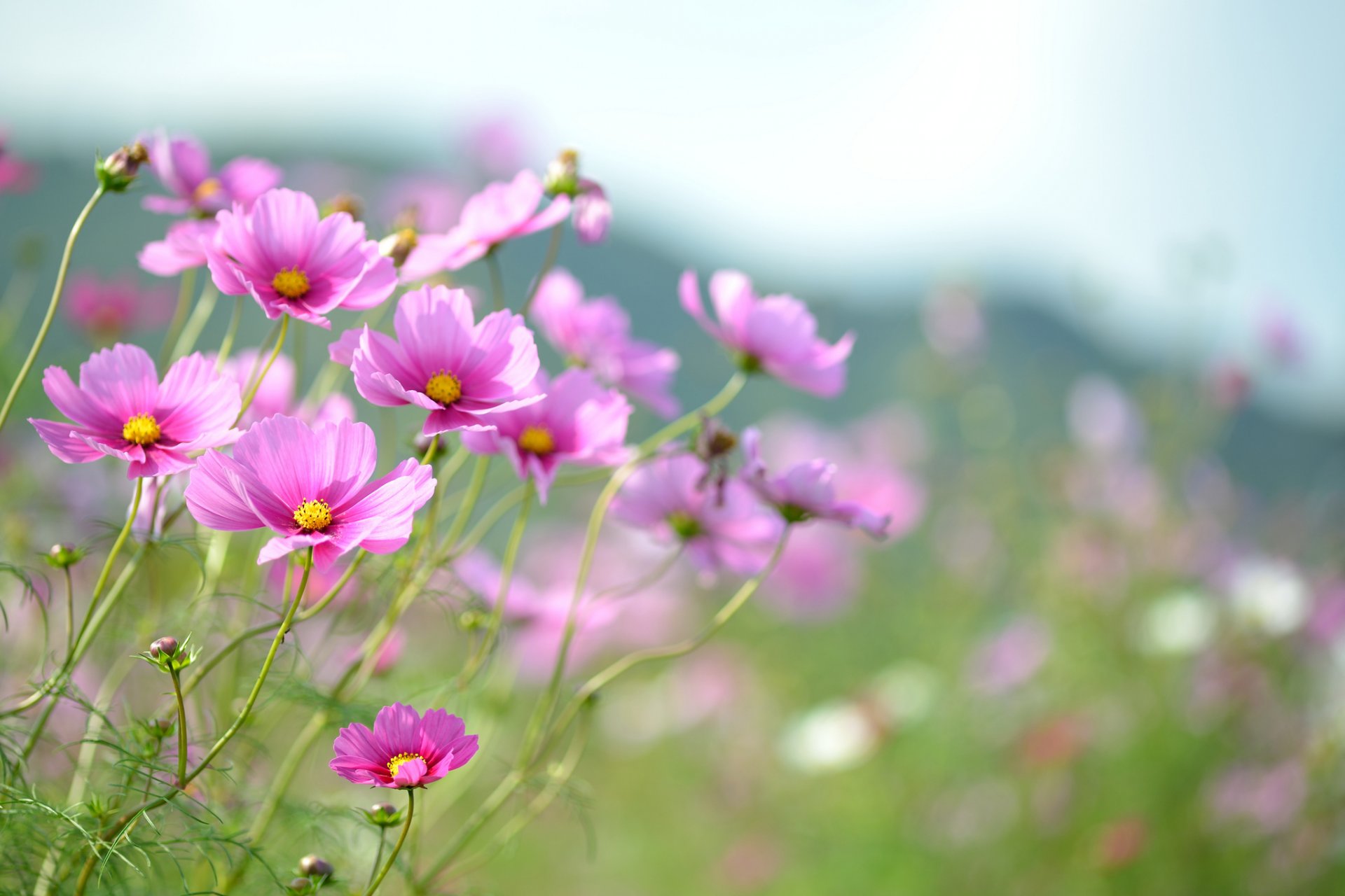 été fleurs cosmea rose