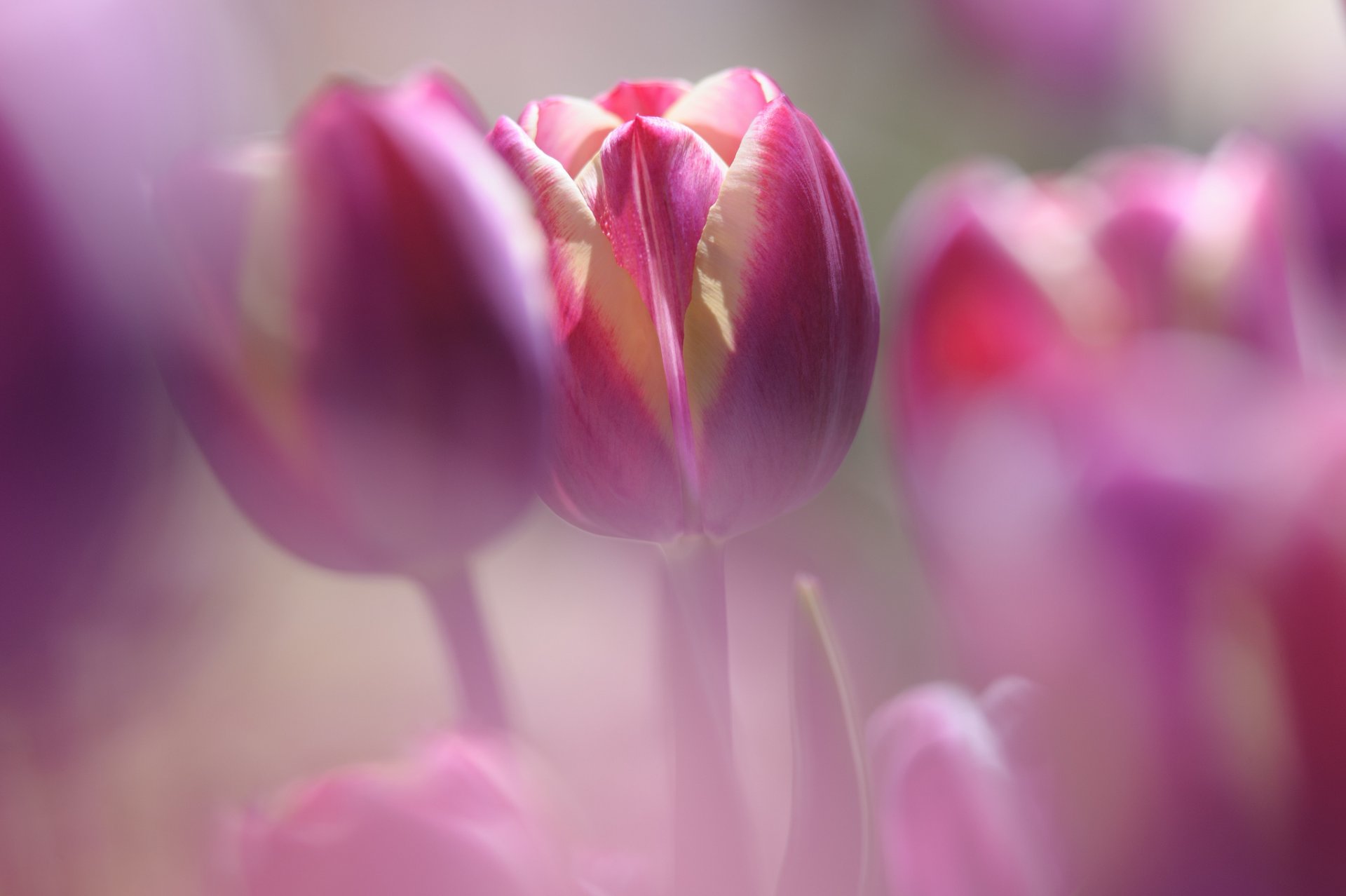 tulipes pourpre pétales fleurs flou