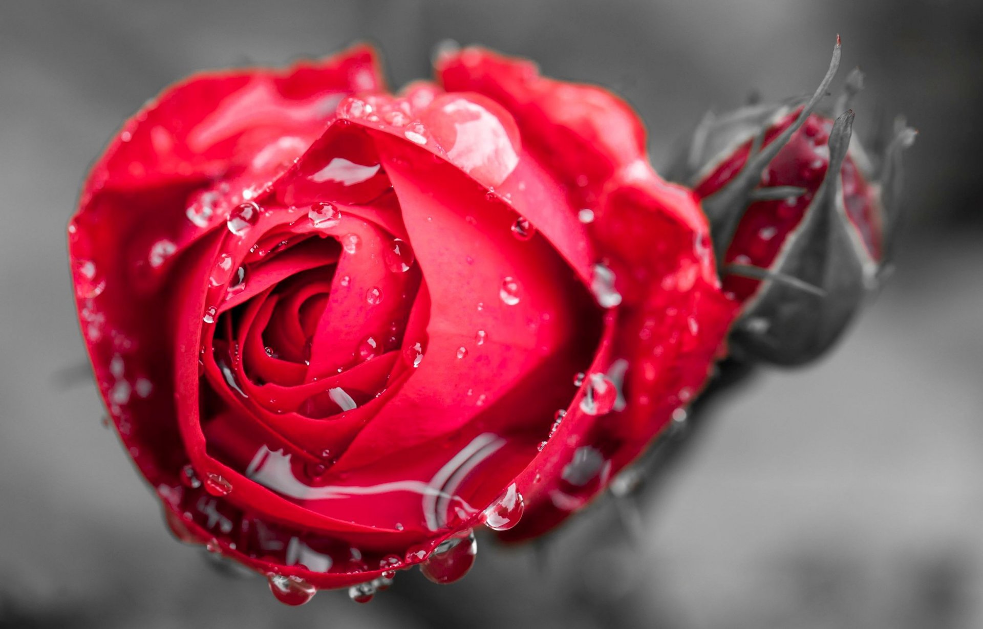 flores flor florete rosa gotas rocío agua rosa roja macro macro brote fondo papel pintado pantalla ancha pantalla completa pantalla ancha pantalla ancha