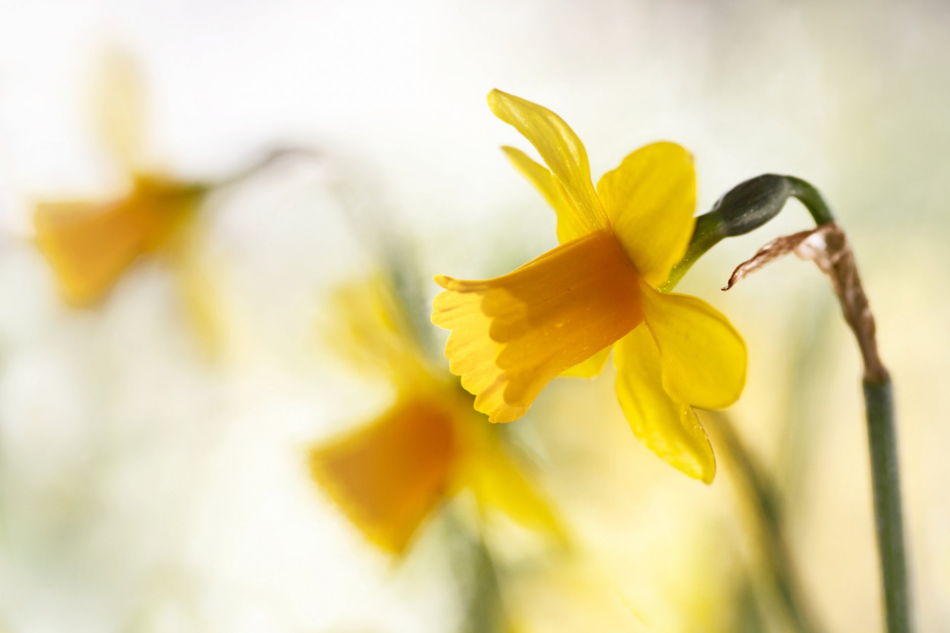 wiosna żółte żonkile.żółte makro bokeh