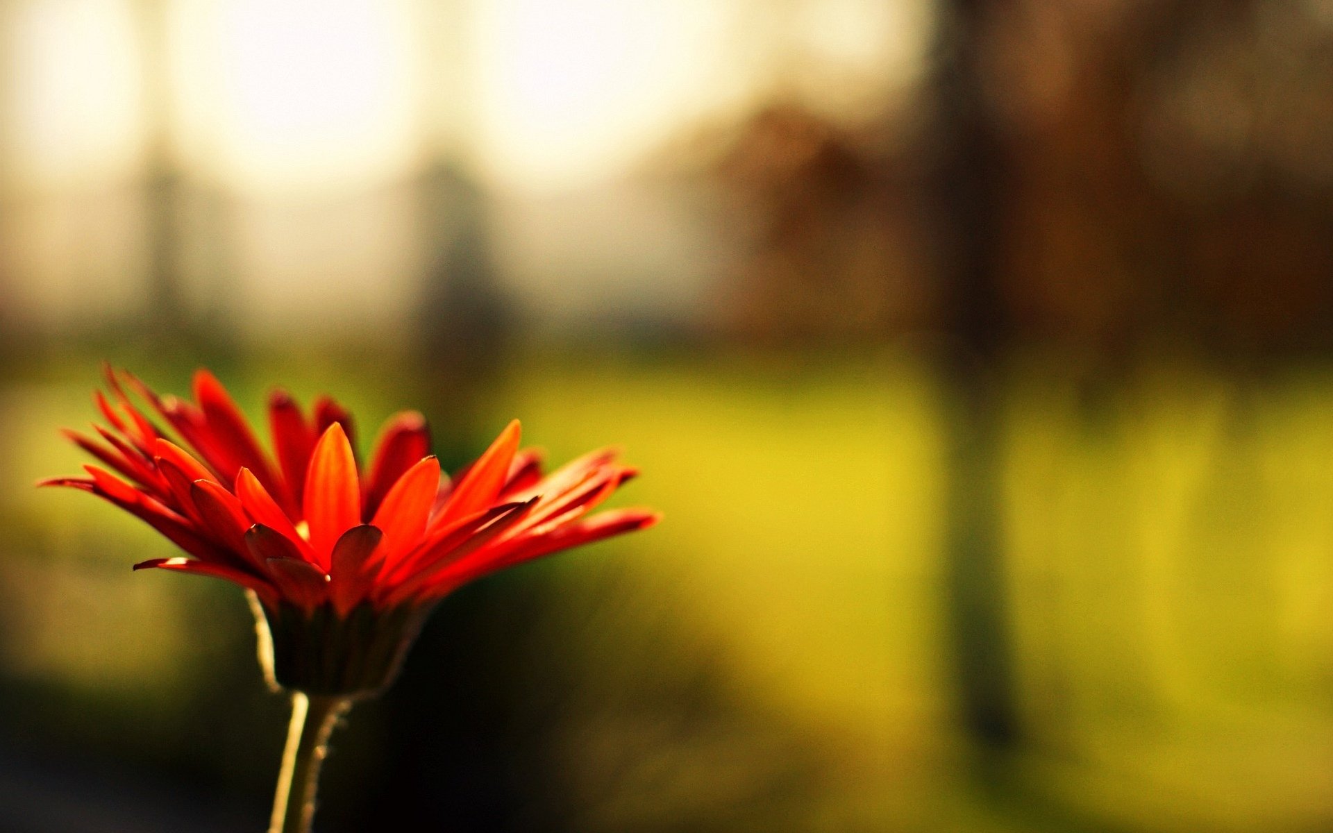 blumen blume blume rot unschärfe hintergrund tapete widescreen vollbild widescreen