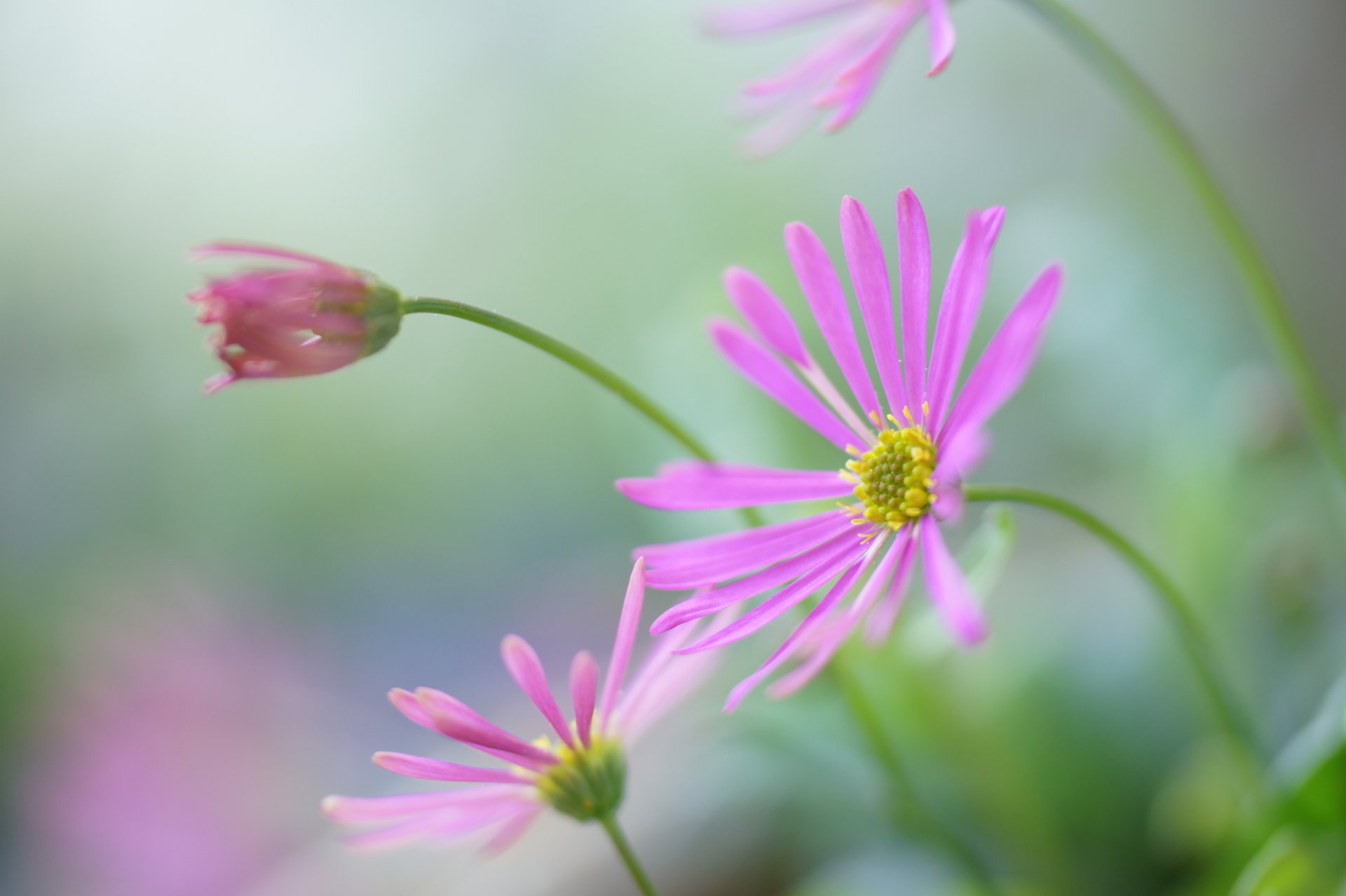 flower pink field nature