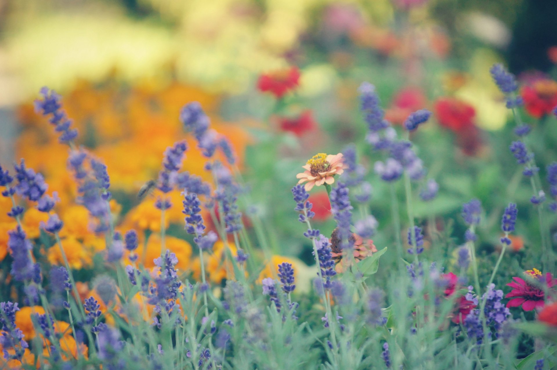 été fleurs flou