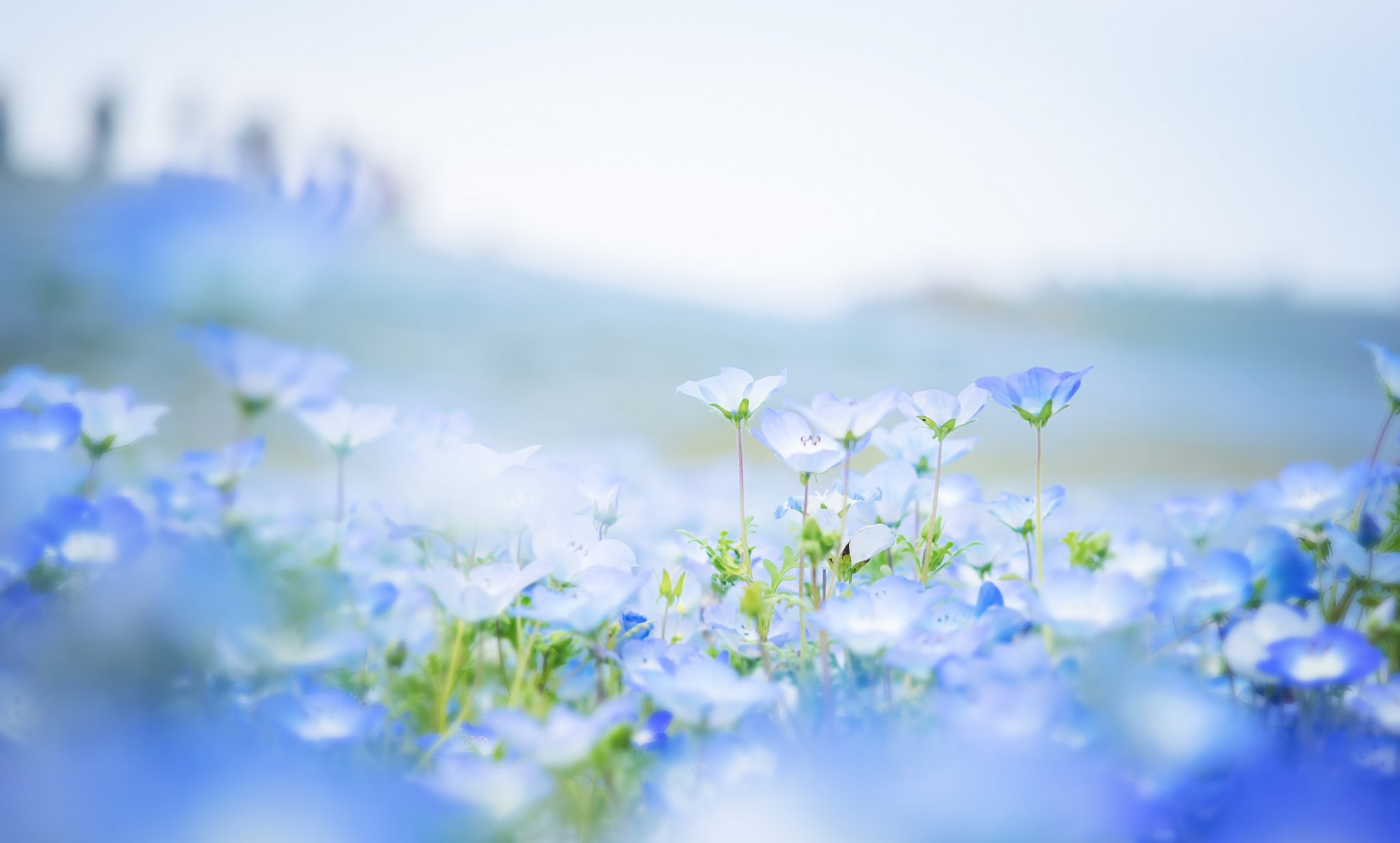 nemophila flower blue petals the field blur