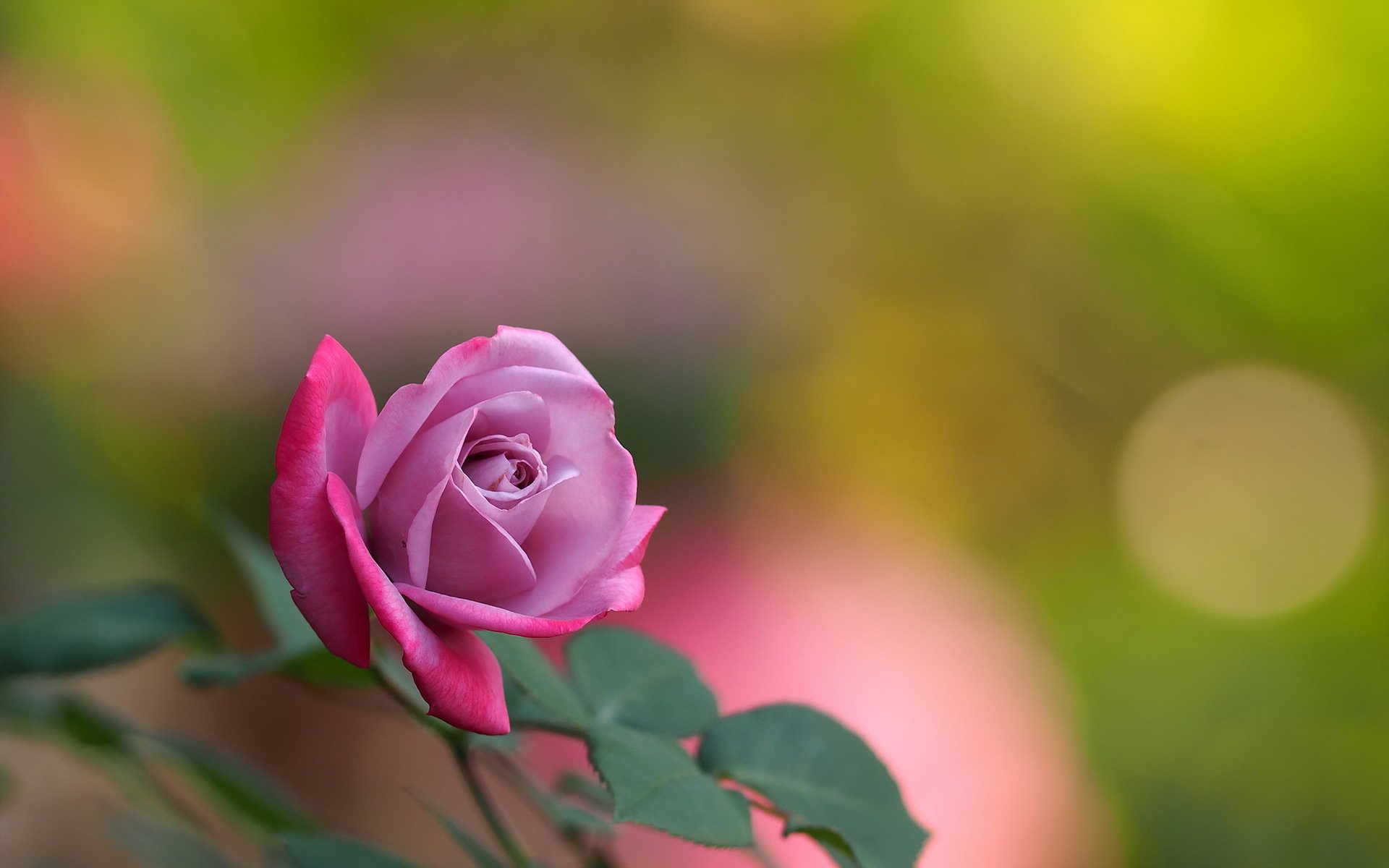 rose flower background