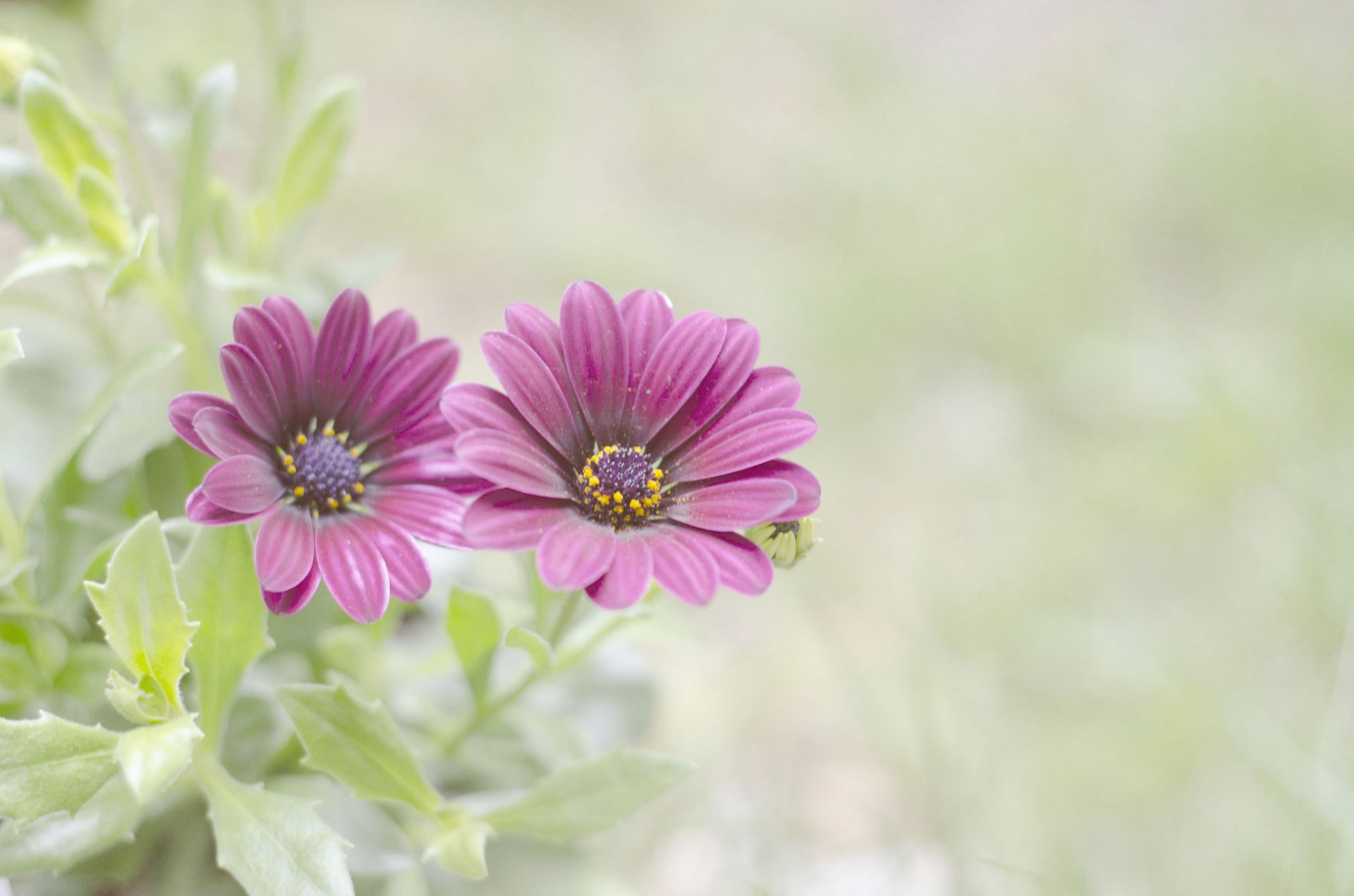 feuilles fleurs fond