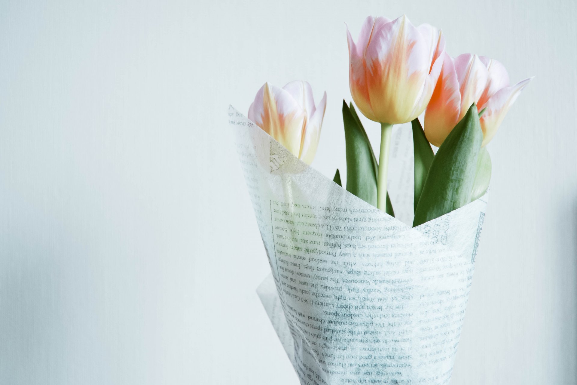 tulipes blanc rose bouquet emballage fond