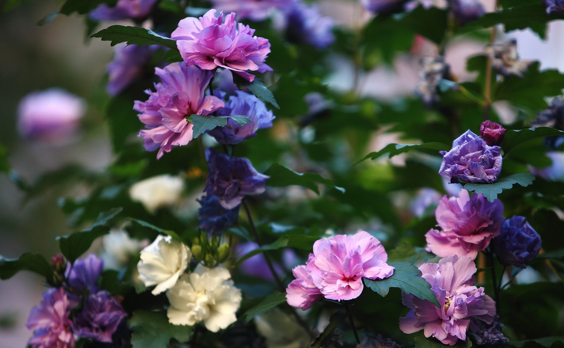 buisson fleurs été