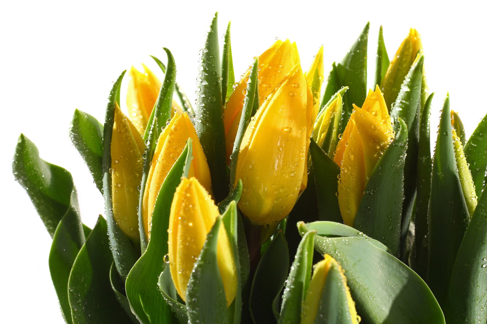 tulipes feuilles tiges bourgeons gouttes