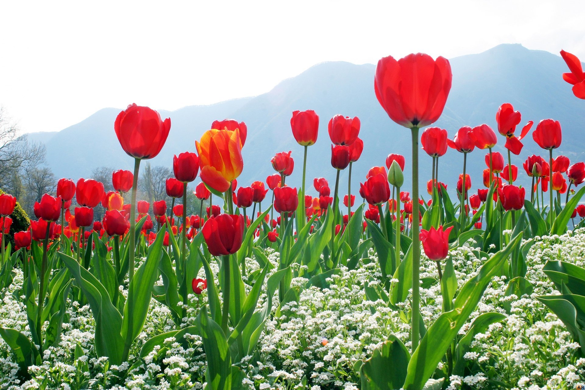 berge himmel blumen rot tulpen