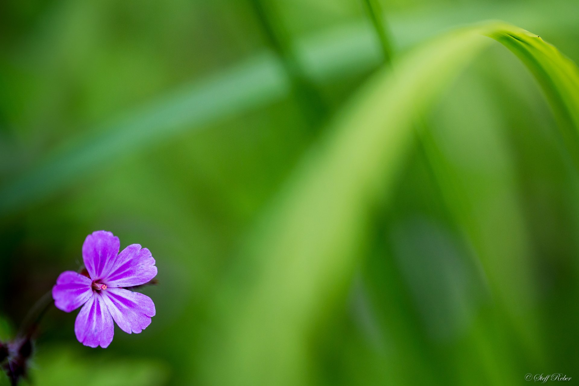 purple flower petals grass green background