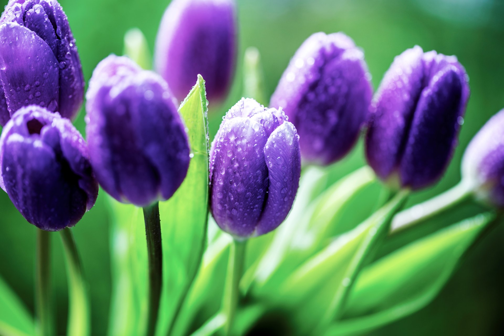 tulpen blumen lila lila knospen tropfen blätter