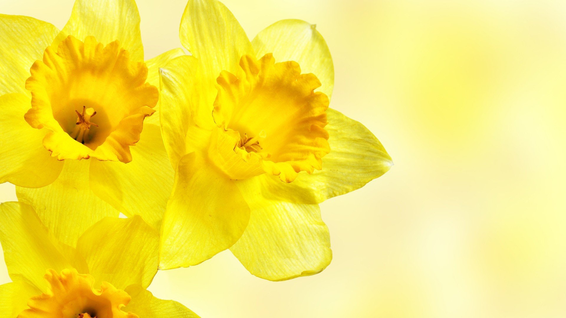 daffodils yellow flower close up