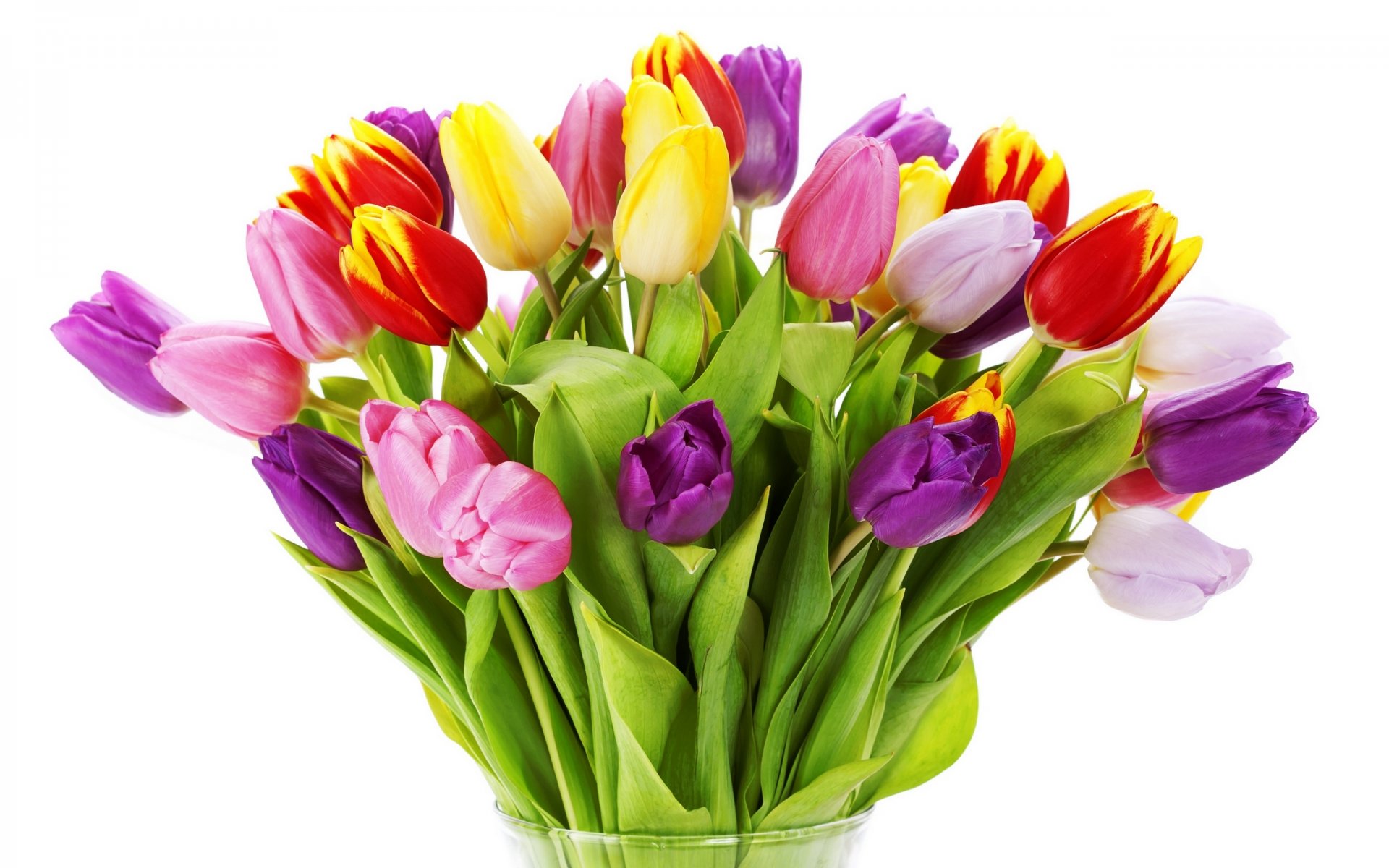 tulipanes flores brillante ramo amarillo rojo blanco rosa púrpura pétalos florero belleza brillante multicolor rosa lila blanco