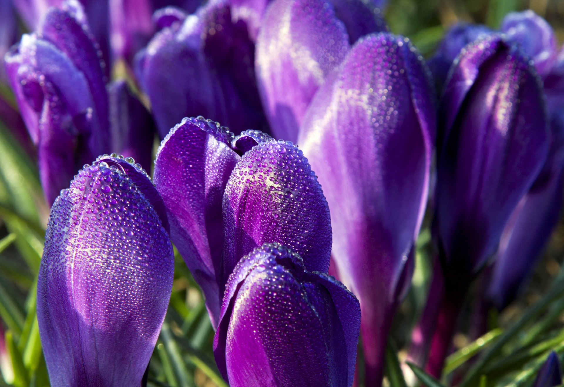 krokusse lila blumen blütenblätter tröpfchen tau frühling